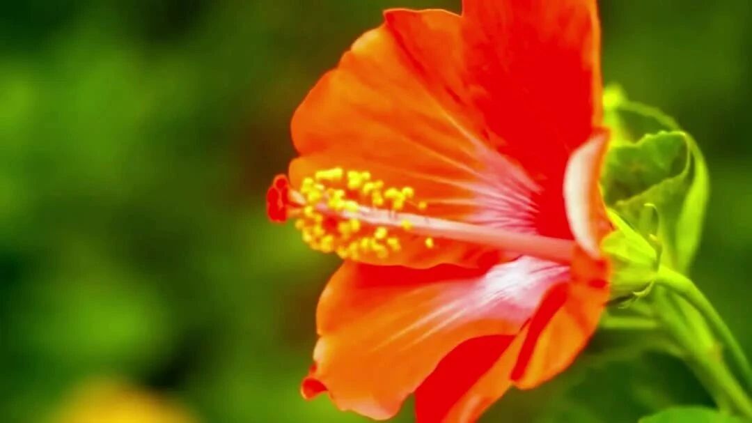 收录于合集⭐七夕快乐！一曲《此情可待》温暖心灵！