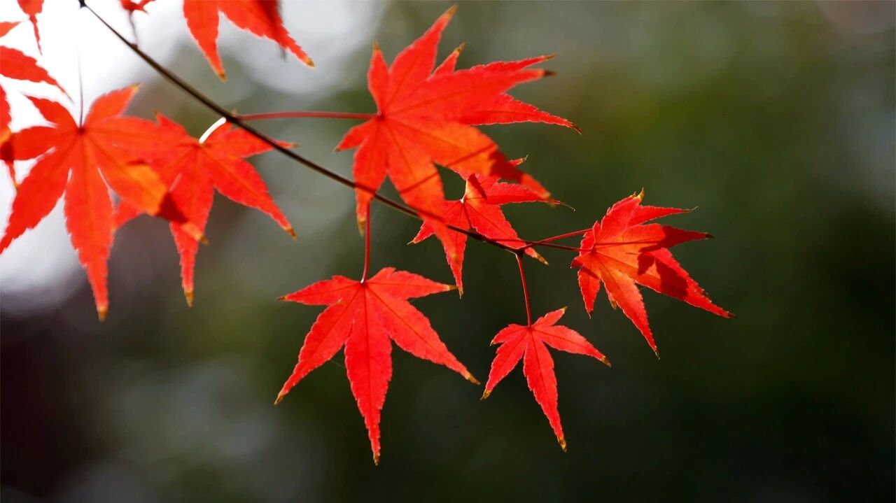 今日处暑，送上一份秋天的问候！