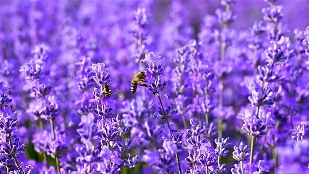 收录于合集⭐早安！七夕，祝福！