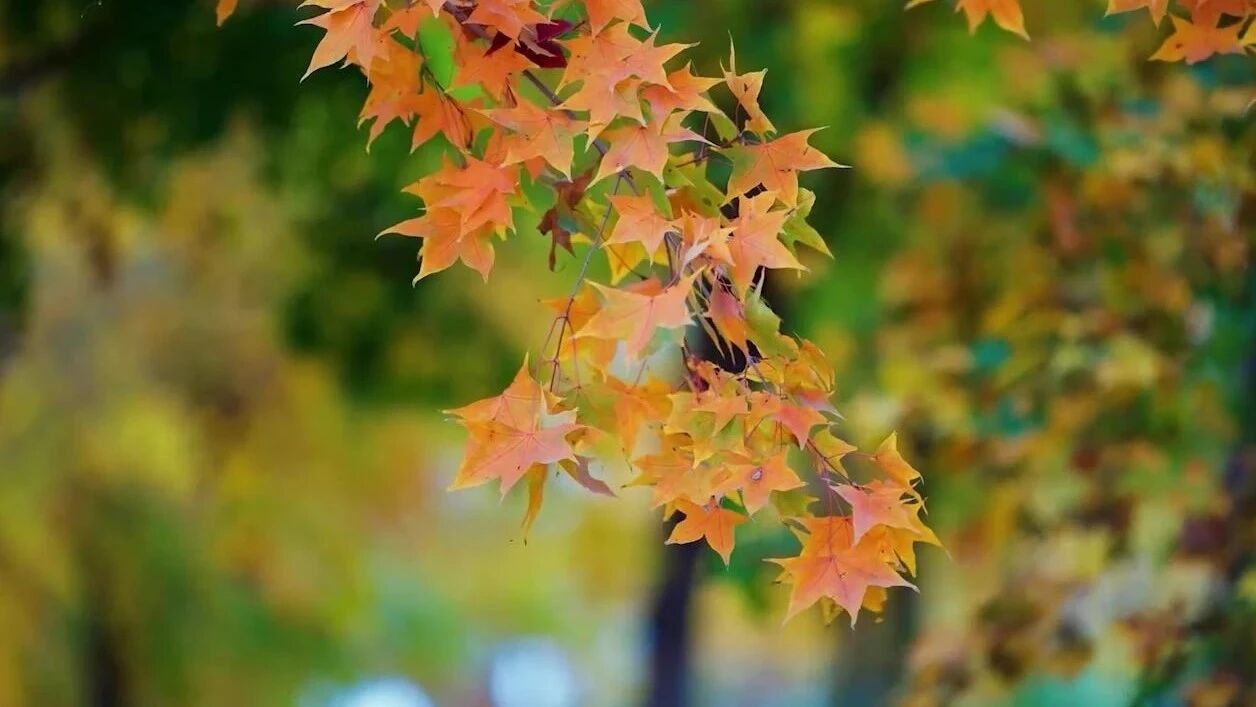 收录于合集⭐一曲《秋风醉》美了眼，醉了心！