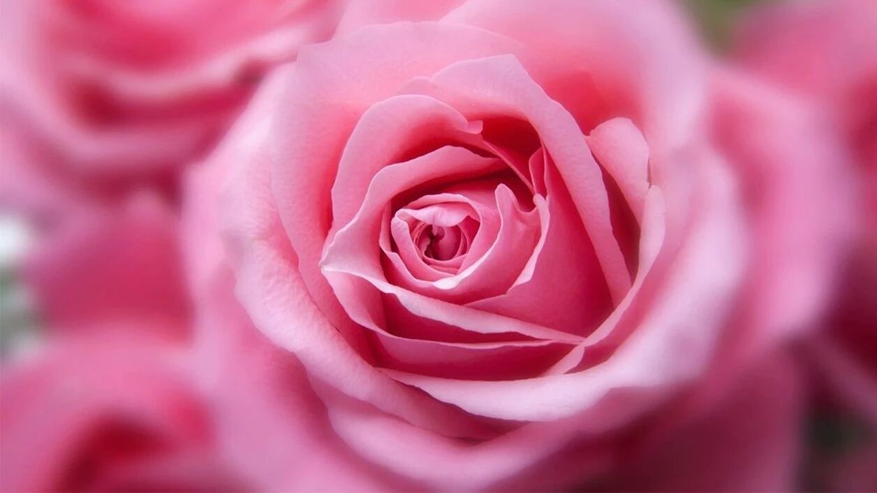 收录于合集⭐星期一，美好祝福！