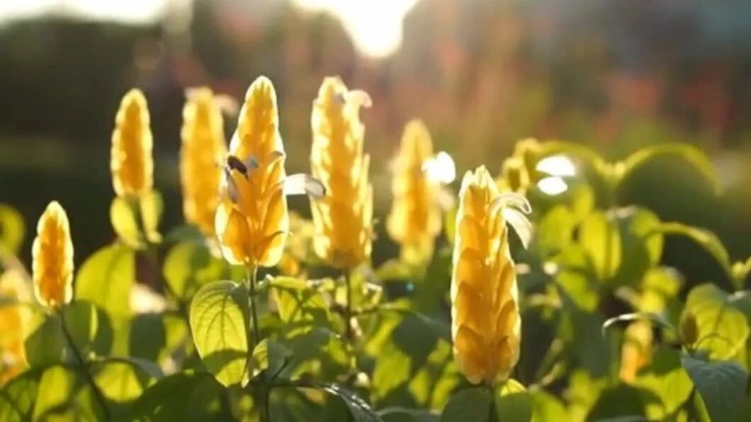 收录于合集⭐心静花自香，自在且从容