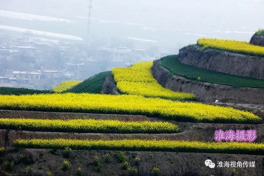 三原徐木唐陵梯田油菜花海,拍摄写真的好地方![淮海]