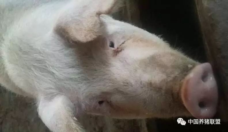 母猪泪斑是疾病来临前兆?