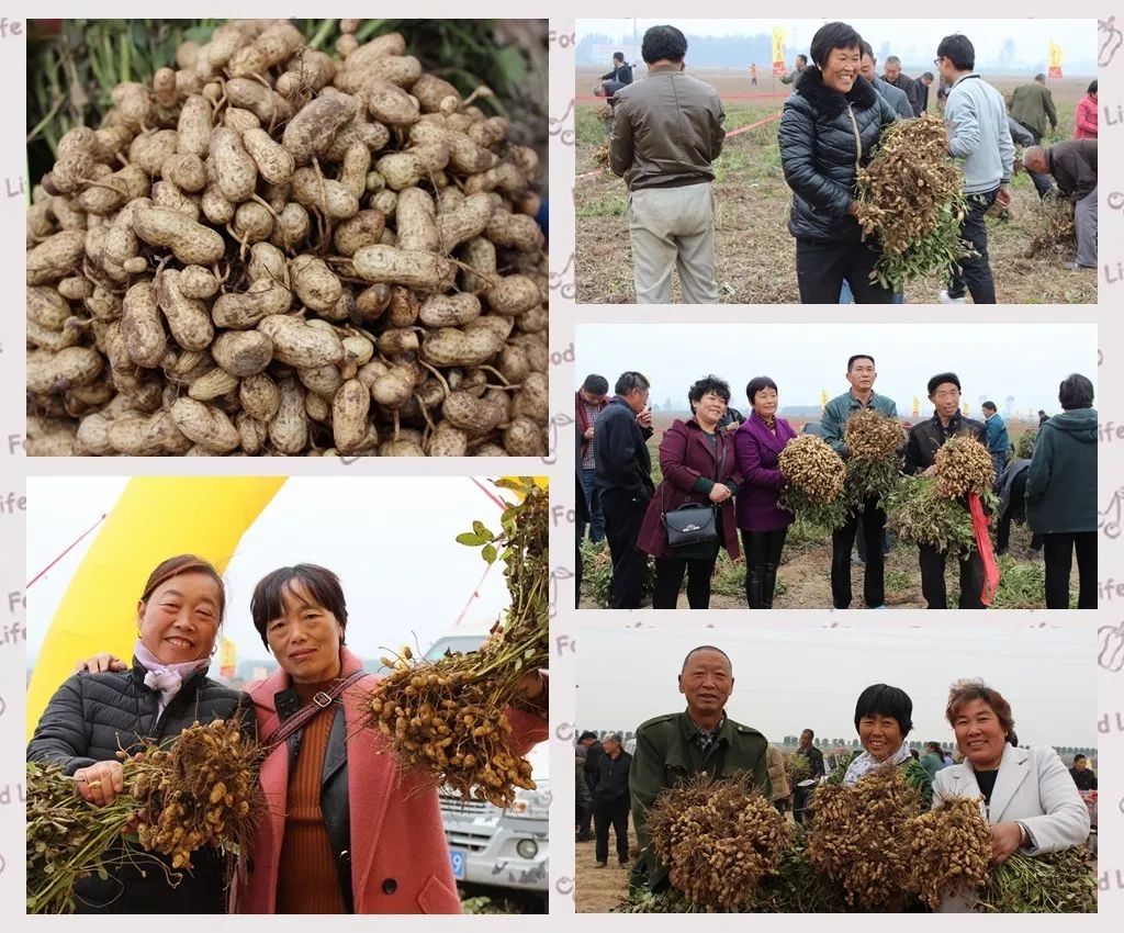 浚县刘沙地村的这块花生地咋引来了几百人围观?