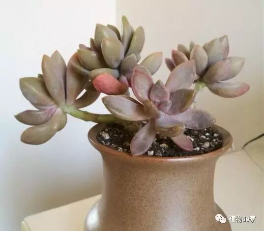 特别喜光的多肉种类