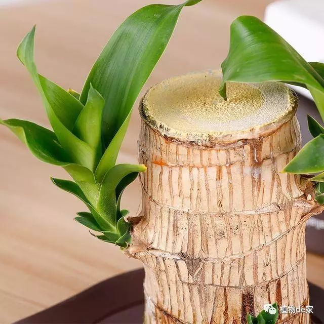 巴西木树桩小型迷你水培盆 巴西木是耐阴植物,适合摆在室内,其株型