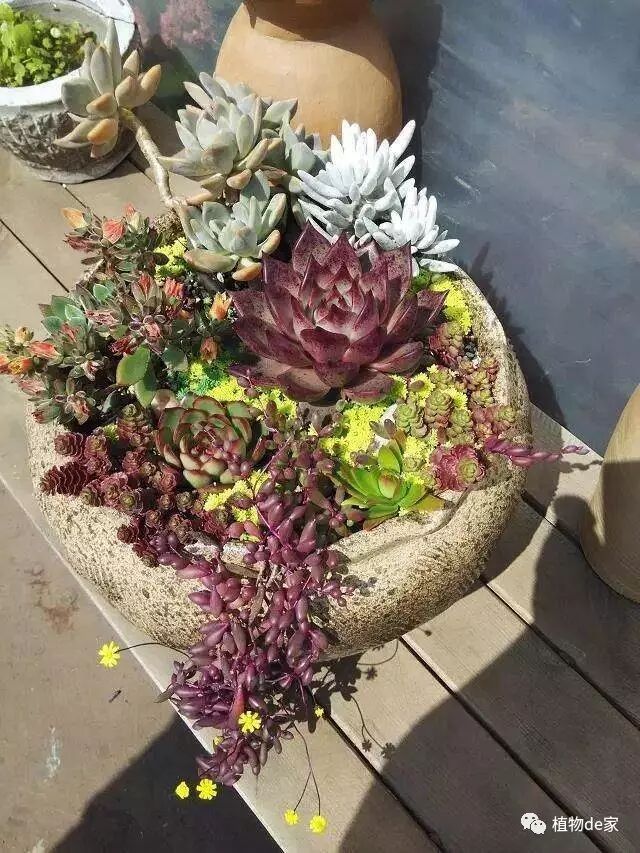 多肉的几种养护方式 秋老虎没那么可怕 你能养出这种多肉吗