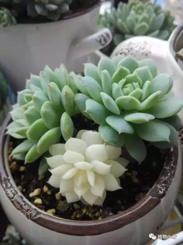 多肉的几种养护方式 秋老虎没那么可怕 你能养出这种多肉吗