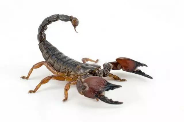 就发明创造了这一个水蛇蝎子汤,其实别看这两种食材相当恐怖相当可怕
