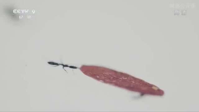 第三集：淘书迷的地图⭐纪录片《书迷》03 淘书迷的地图-1