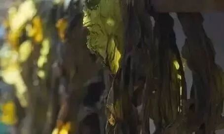 它是长寿第一菜，降三高 溶血栓 刮油排毒有奇效！百岁老人都爱