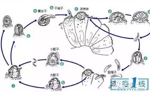 所有种类的隐孢子虫都是单一性的细胞内(胞质外)寄生虫,所有发育阶段