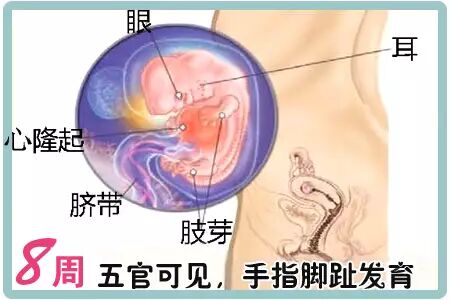 产前陪护系列常识-怀孕二个月