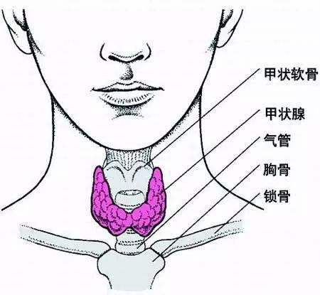 甲状腺位置