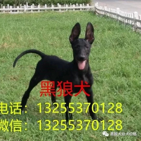 三个月黑狼犬价格报价多少钱一条比特犬价格 黑狼犬幼犬价格 微信公众号文章阅读 Wemp