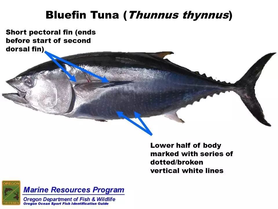 鱼种 蓝鳍鲔(黑鲔鱼,bluefin),7月,8月蓝海追逐终极大物!