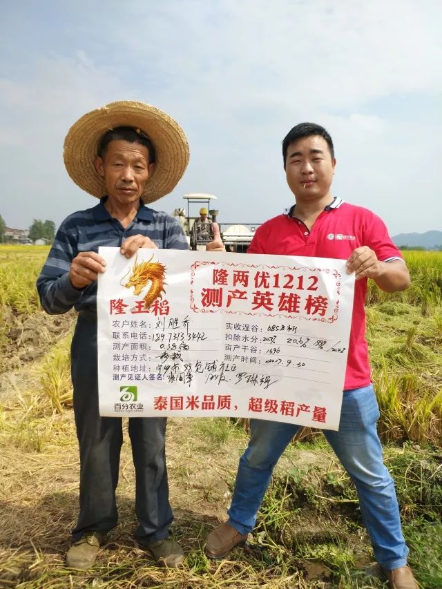 种"隆王稻"——隆两优1212 免费游泰国
