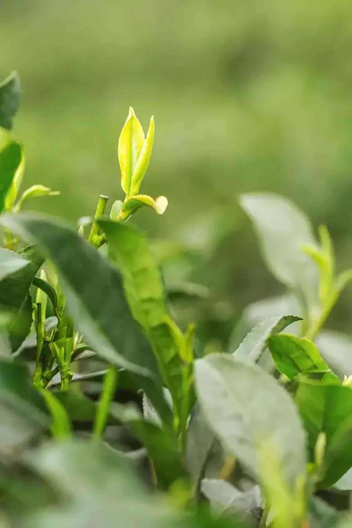 作为峨眉茶区的报春使者——竹叶青,积蓄了一冬养分的茶芽悄悄冒头.