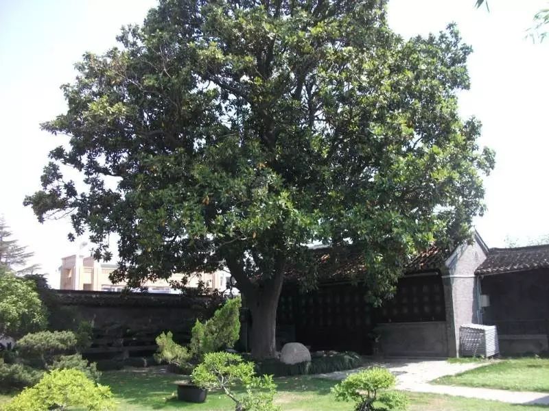 走过历史长廊,抚过岁月沧桑的南通市树——广玉兰