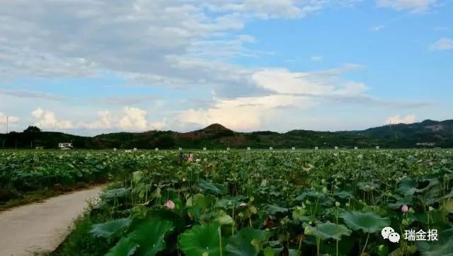 武阳镇国兴村 家底 国兴村总户数有648户,总人口数3211人,建档立卡