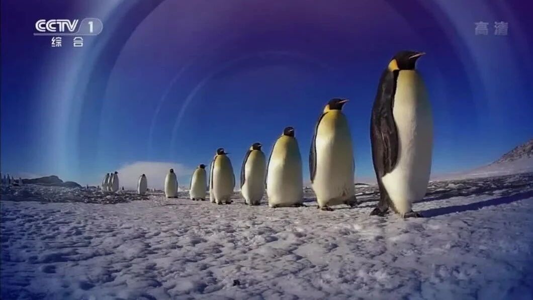 第一集：漫漫长路⭐纪录片《企鹅群里有特务》:解救你的不快乐-1
