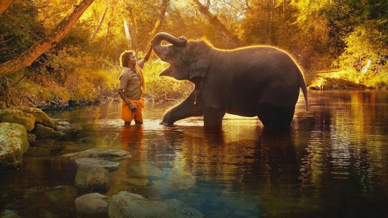 奥斯卡获奖纪录片推荐：《小象守护者》，万物皆有灵！