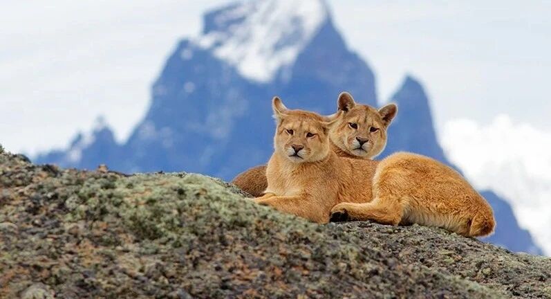 全三集⭐纪录片《野性巴塔哥尼亚》，地球的秘密乐园！-1