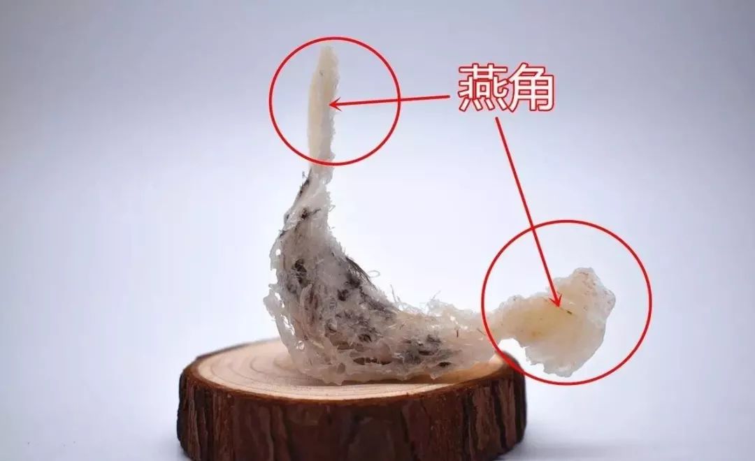 今天就来给大家详解燕窝的结构