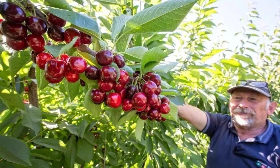 「水果内参」美国推出超大樱桃新品种