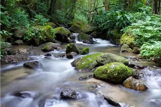 莫里热带雨林景区