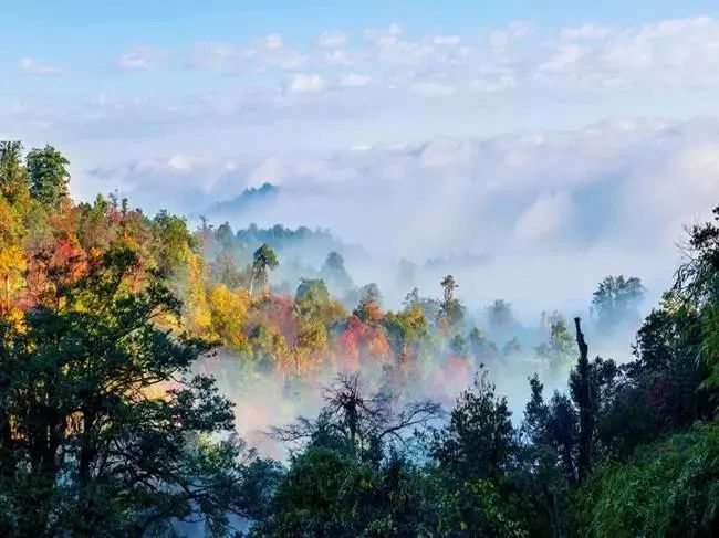 这里是彝良的小草坝! 小草坝风景区 天麻 小草坝原图