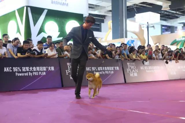 亚洲最大宠物狂欢日，在里面可调戏世界级名犬.... - 10