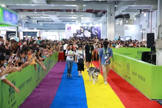 亚洲最大宠物狂欢日，在里面可调戏世界级名犬.... - 12