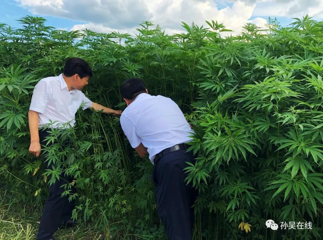 中国汉麻发展孙吴论坛在黑河市召开