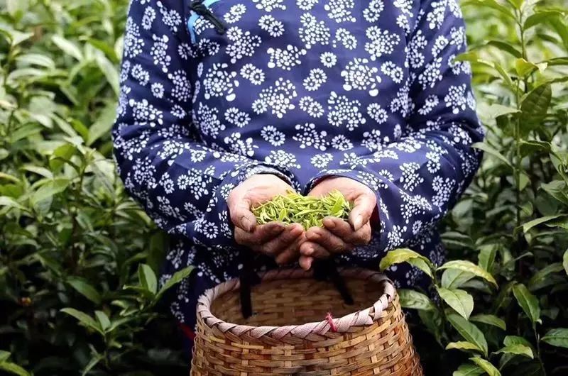 这些都是寻常的春色,如果用一个词来表达斗山之春,那么非太湖翠竹莫属