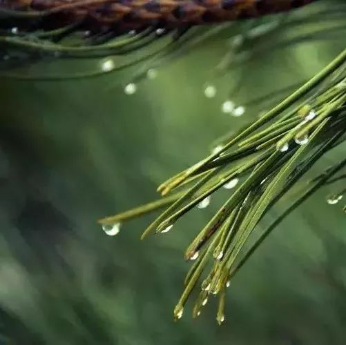 萨克斯《相思风雨中》,勾起了多少回忆!