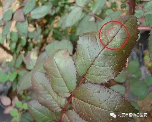 月季霜霉病