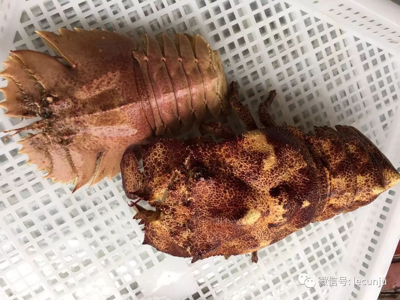九齿扇虾和拟蝉虾排.