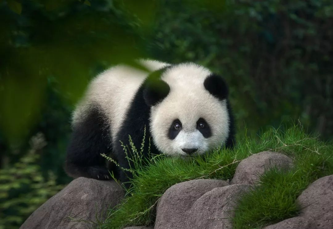 他拍下2000张野生大熊猫萌照,被当成国礼送给全世界