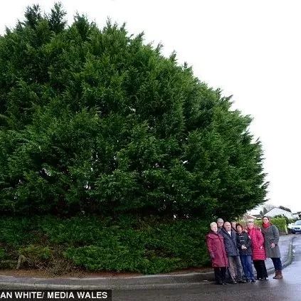 英国大妈种出世界最高树篱笆,却被邻居们集体投诉