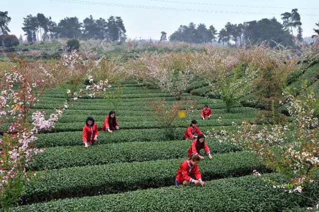 【成佳茶乡美食品鉴】