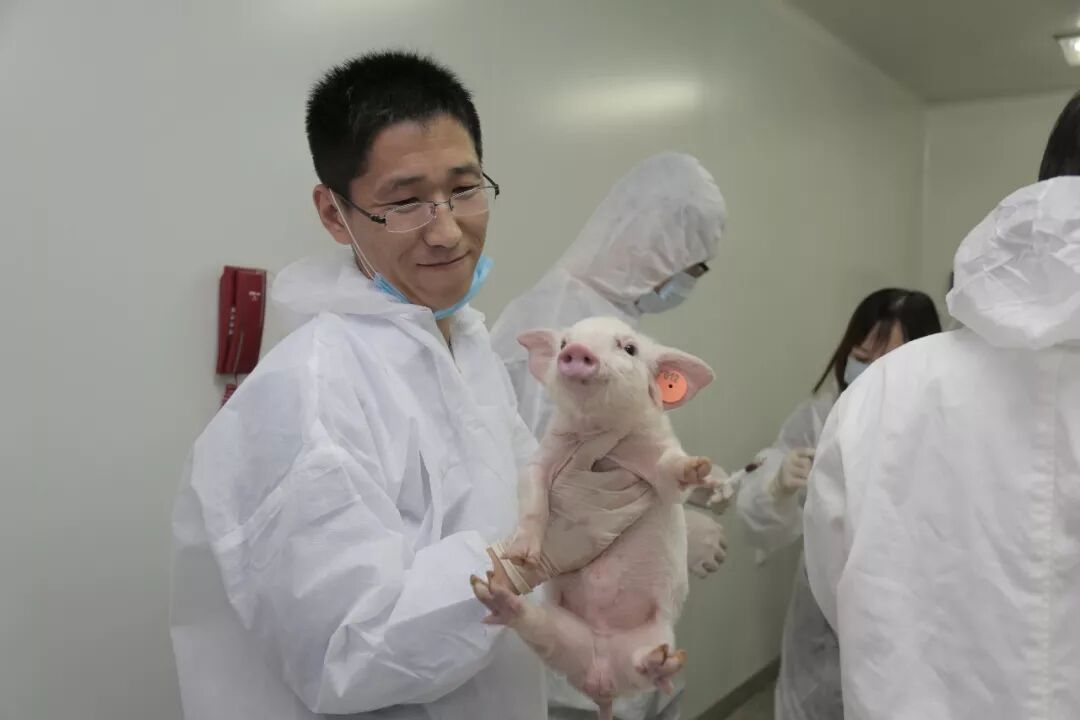 【中科9期】“猪病实验室检测技术培训班”报名开始啦！