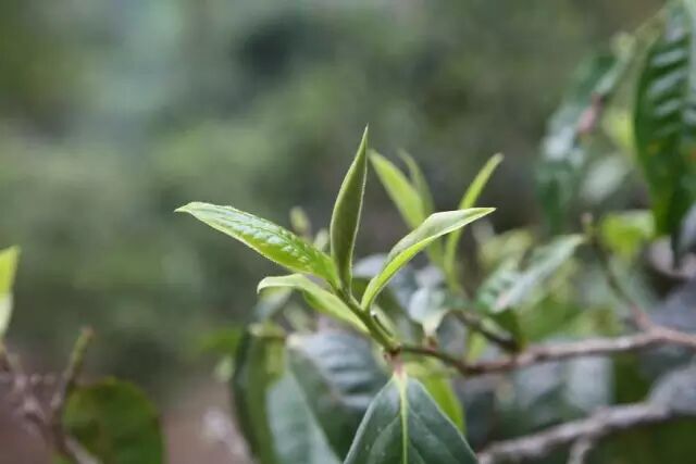 普洱茶不仅有“王”与“后”，还有鲜为人知的“宝贝”