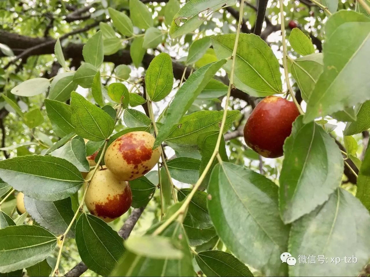 美味可口其实"枣"就想你了