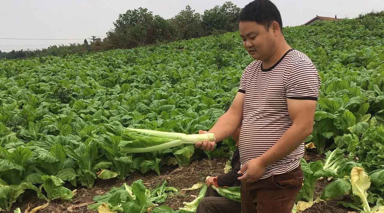 引领生态种植,倡导健康生活|11.11开抢啦!