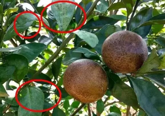 锈壁虱与脂点黄斑病并发