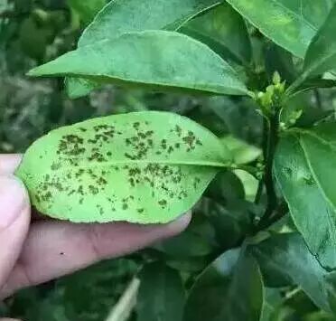 褐色小圆星型病斑初期