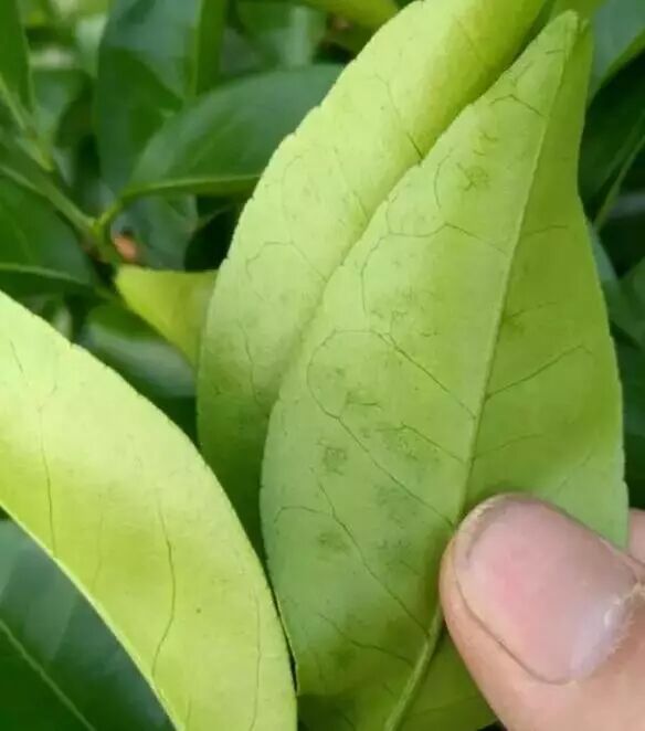 叶背针点状失绿斑