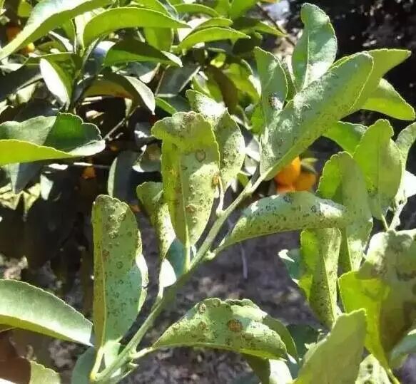 褐色小圆星型病斑